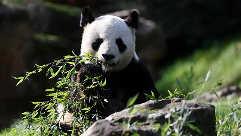 France says goodbye to star pandas going back to China