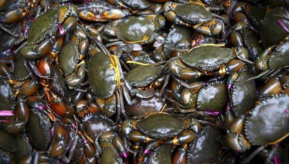 Crab Farming in Ghana: An Overlooked Aquaculture Opportunity