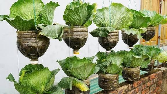 Innovative Cabbage Farming in Ghana: The Plastic Bottle Method