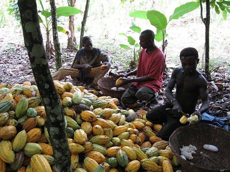 Measuring child labor the case of Ivorian cocoa farms