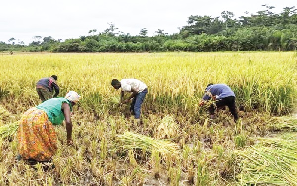 Tall Rice Twitter Northern MPs launch initiative to boost large-scale rice production