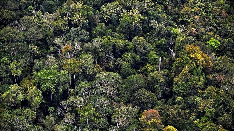 Brazil launches global fund to reward protection of rainforests