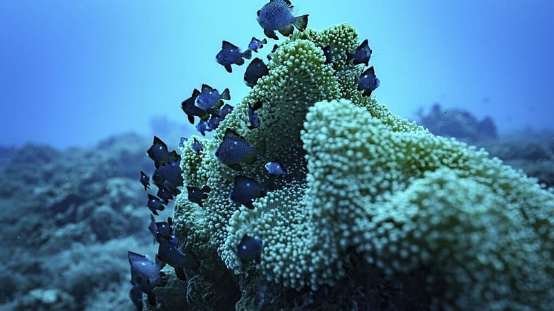 Stronger protection for marine life as landmark law takes hold on high seas