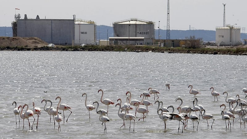 Habitat loss drives France's biodiversity collapse, but recovery still possible