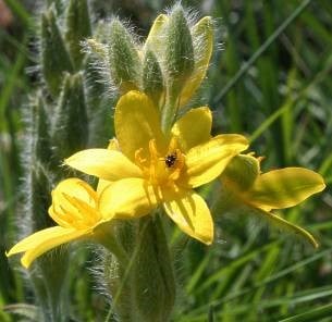 African wild potato for HIV & Prostate management: Has the Time Come?