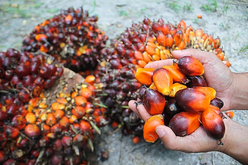 tocotrienols-contents-in-palm-oil-is-changing-the-story