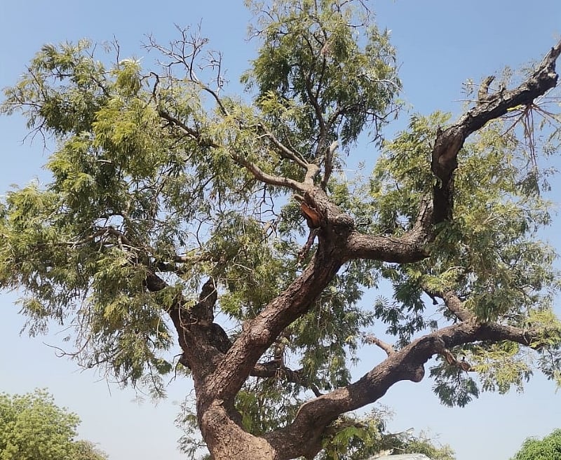 the-negative-annual-ritual-of-bush-burning-in-the-upper-west