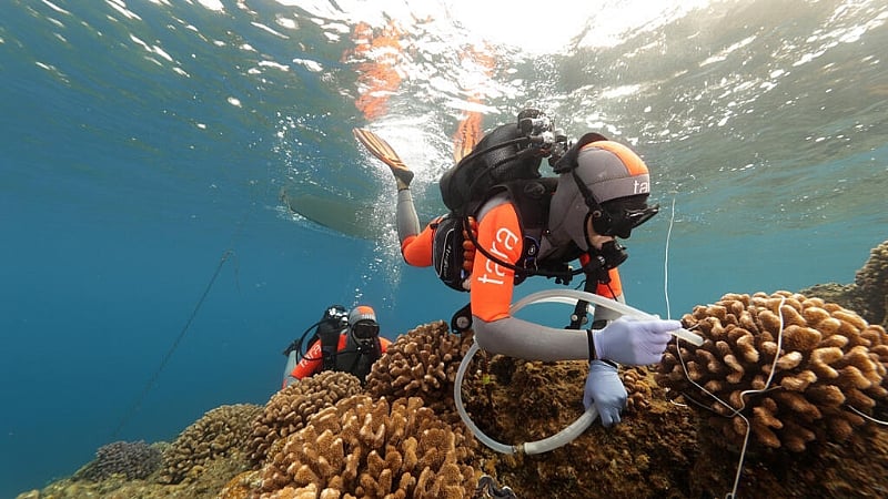 French research ship Tara sets sail to study secrets of heat-resistant corals