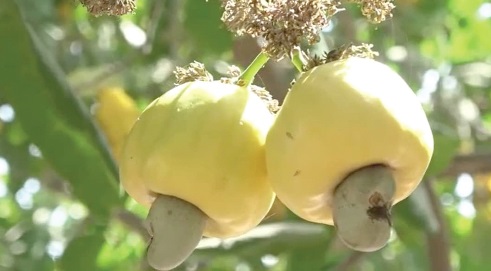 Government Approves GH¢12.00 Minimum Price for Cashew Farmers