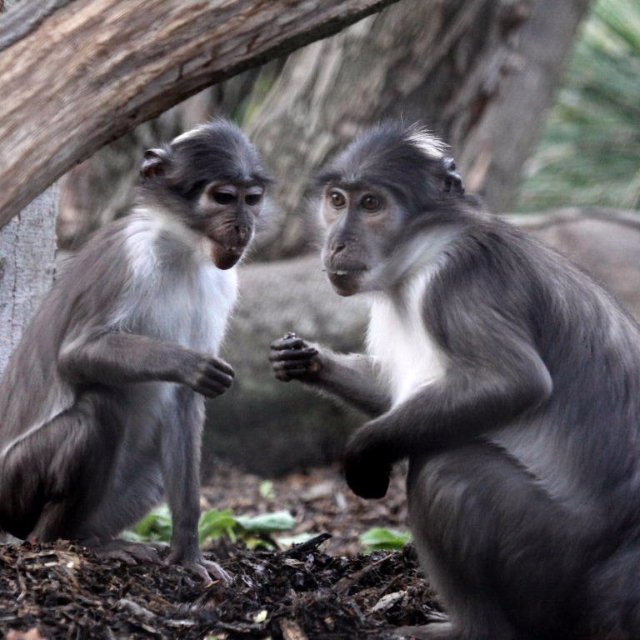 New Monkey Species Discovered In Atiwa Forest