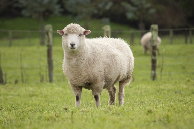 A R Man Caught Having Sex With Sheep On The Run