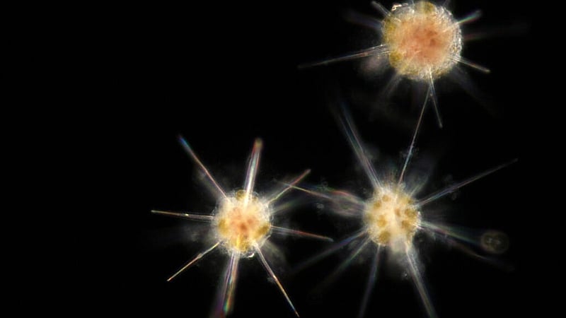 Race to patent plankton genes raises concerns over control of ocean’s riches