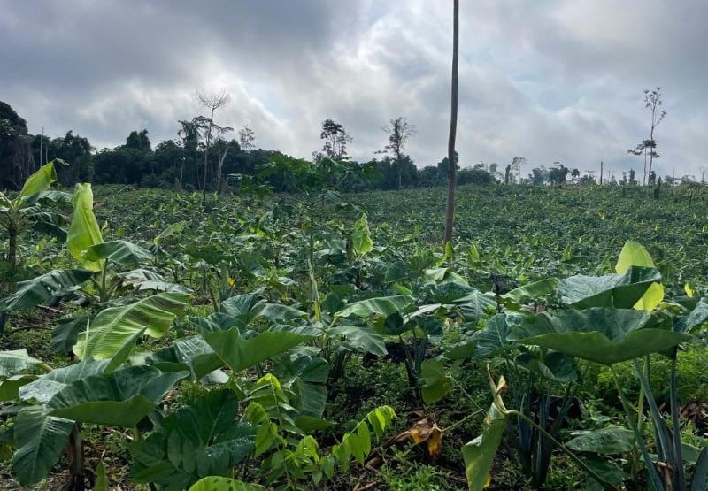 Ghana restores nature through sustainable agroforestry, comm...