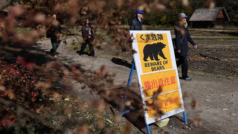 Bear attacks rise worldwide as climate change shrinks natural habitats