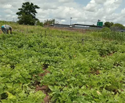 International Day Of Education: Farms as learning spaces