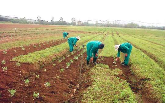 Urbanisation Threatens Farming in Cape Coast - Agric Director