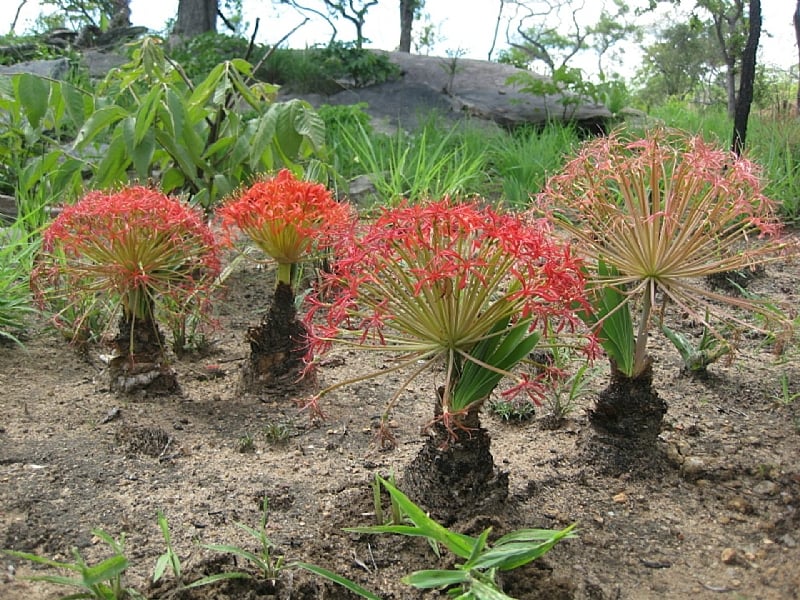 Arrow tips found in South Africa are the oldest evidence of ...
