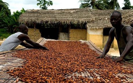 Image result for Ghana cocoa