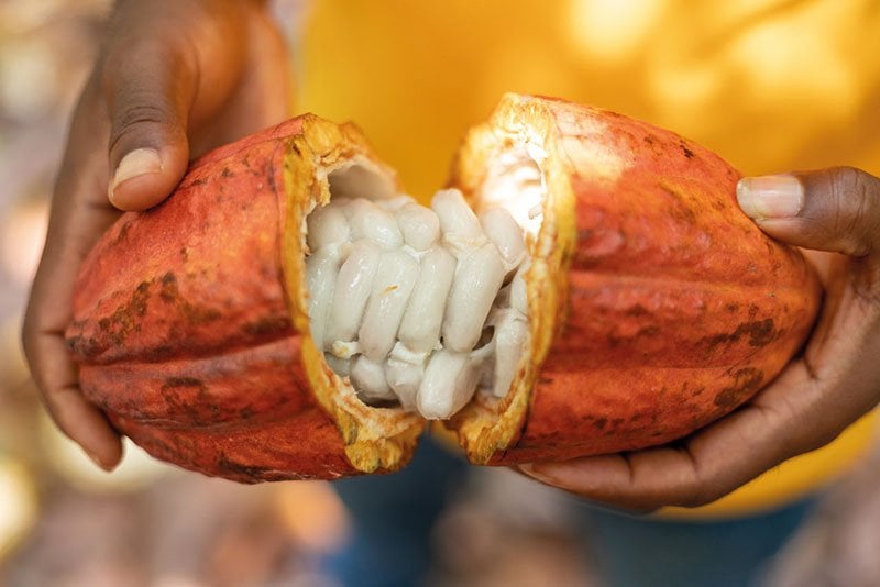 Ghana’s economic sustainability tied to survival of cocoa — ...
