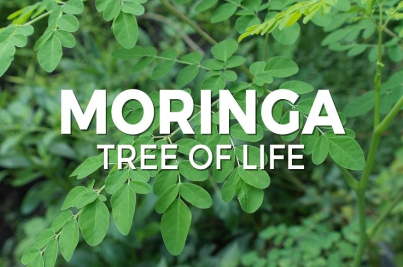 The Benefits of Moringa Trees Reducing Carbon Emissions and Driving Economic Growth in Communities