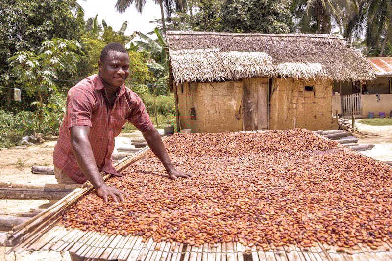 Cocoa Farming, Government Support, and Bailout: The Long Road of Waiting