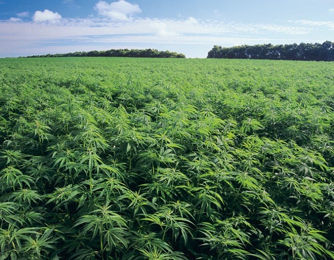 Local research over import dependence: Why Ghana must develop its own 0.3% tetrahydrocannabinol cannabis varieties