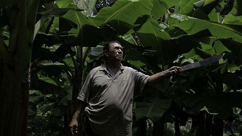 Nicaraguan banana workers poisoned by pesticides lose appeal in France