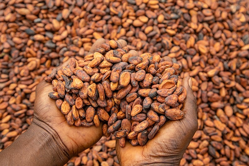 The sweet cocoa bean from Sunyani (all parts 1-3)