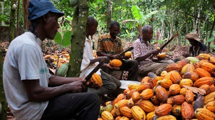 The Bitter Truth: Who Really Cares About Ghana's Cocoa Farmers?