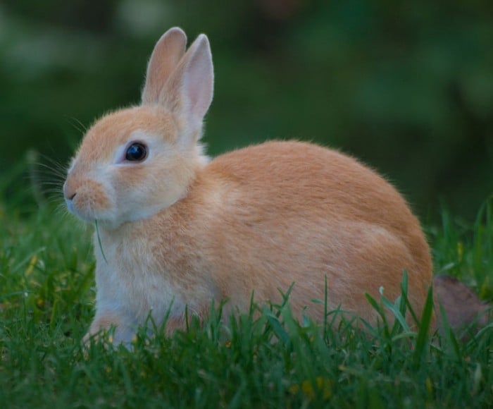 Farmers urged to use rabbit urine as natural pesticide – UESD
