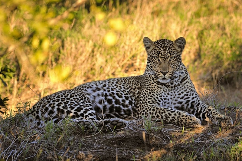 Leopards adapted to South Africa’s Cape so successfully that they’re genetically unique – study