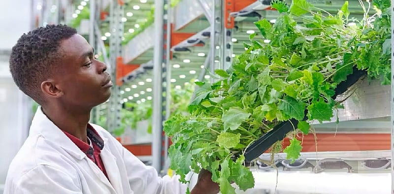 Cape Town project tests what hydroponic farming can do in ur...