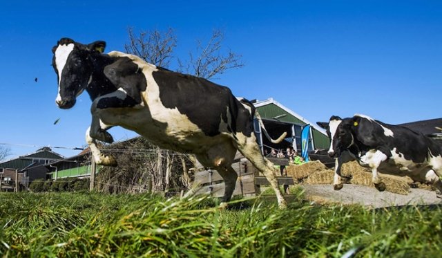 Cow Escapes Butcher and Charges Police