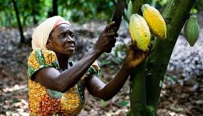 Cocoa Farmers Unpaid: Ghana Is Short-Changing the Backbone of Its Economy