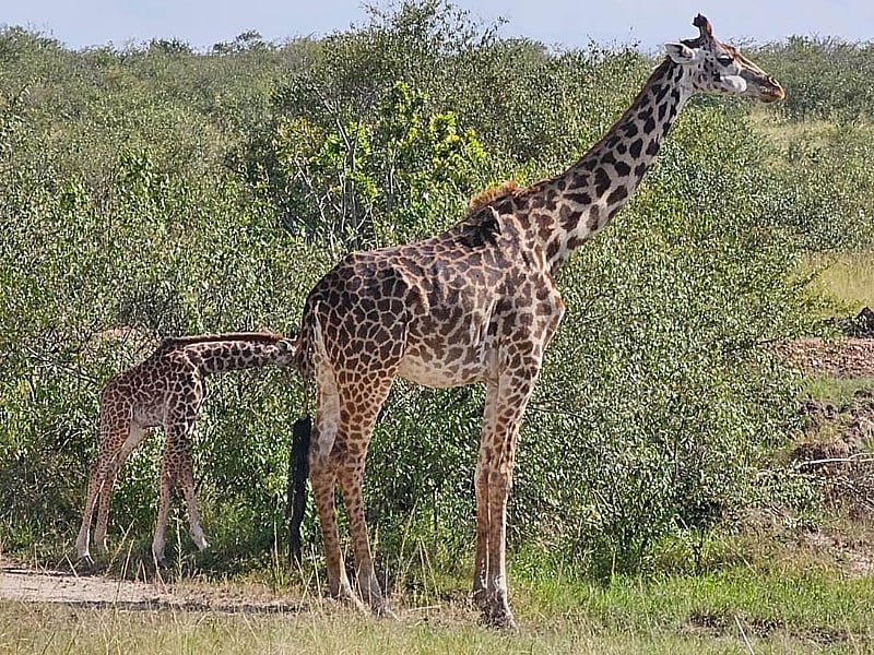 The Best African Safari Destinations