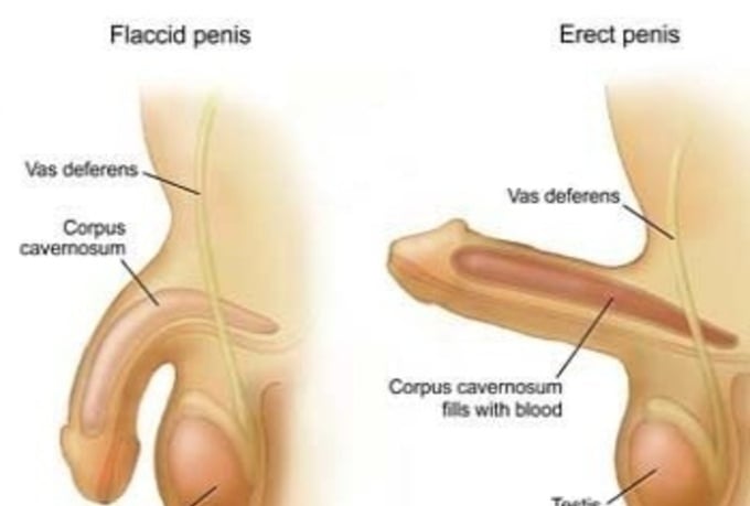Disfunctie erectila (DE) | Tratament probleme erectie