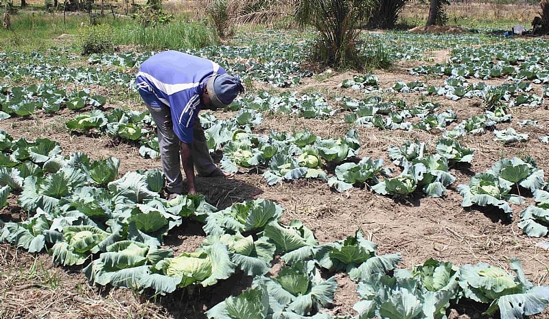 Strengthening Resilience Of Rural Women Through Dry Season Farming In Ghana