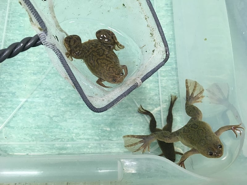 The African clawed frog can be found on five continents. And it doesn't ...