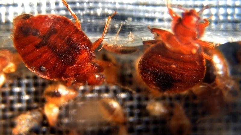 France blames bed bug panic on Russian 'disinformation'
