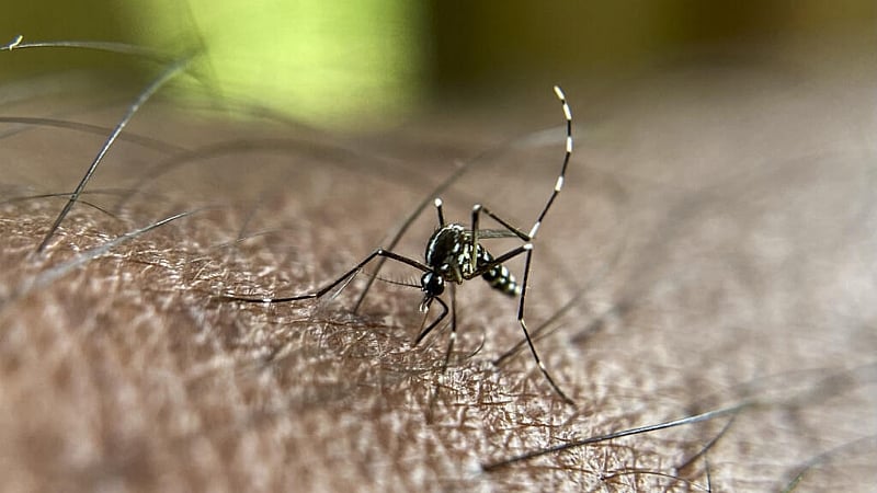 Reunion Island deploys sterile mosquitoes to stop the spread...