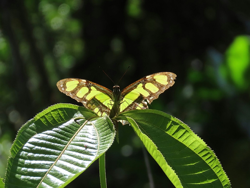 Insects in the tropics are already near their heat limits – climate ...