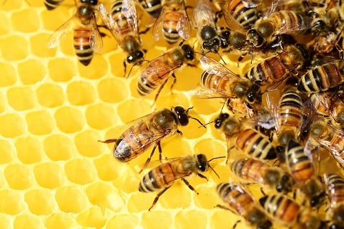 When Bees Invade: A Wake-Up Call Ghana Cannot Ignore