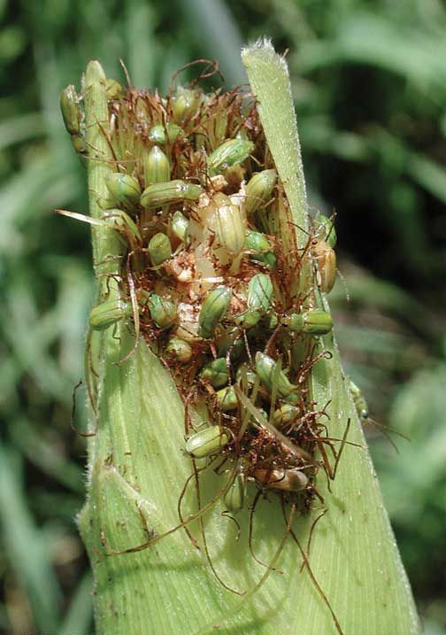 Fall Armyworm Invasion Could Derail Government S Agriculture Initiative