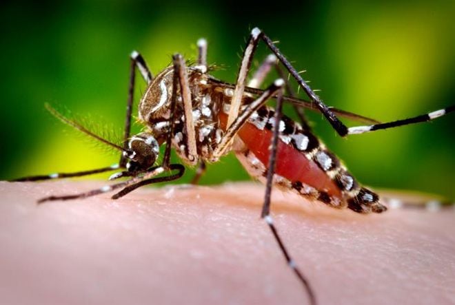 Malaria: Africa's Unsolved Problem And How Complementary & A...