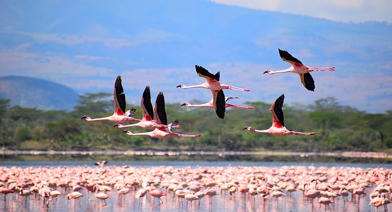 Advancing Flyways Conservation Efforts in Eastern Africa
