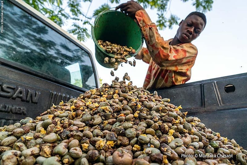 Kintampo Cashew Farmers cry out over market manipulation by unauthorised buyers
