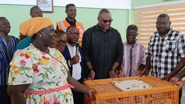 CCMA distributes 8,000 broilers to farmers under ‘Nkoko Nkit...