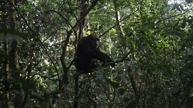 Inside the chimpanzee 'civil war' that has locked a Ugandan forest in conflict