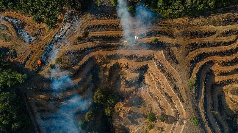 Tropical forests still under pressure despite slowdown in losses