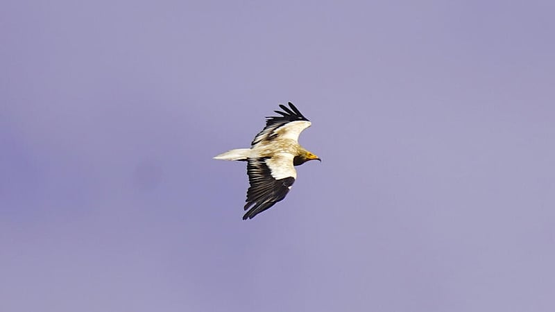 Middle East war imperils rare vultures' yearly odyssey to the Balkans